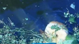 Разведение карпа в пруду на даче. Пруд для карпов.