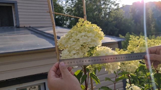 5 способов формировки метельчатой гортензии Пинкачу. 40 дней спустя смотреть онлайн