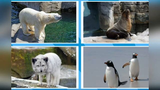 Игра Животные севера