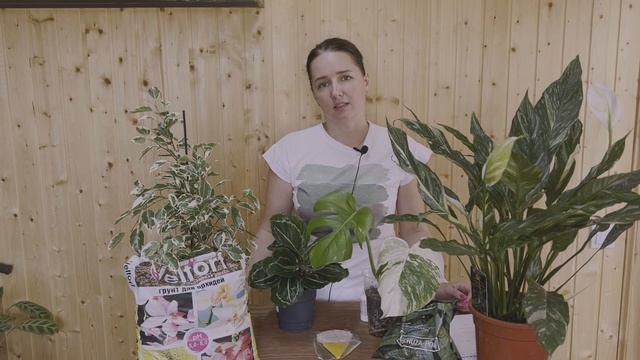 №98. Мошки на растениях. Как избавиться? Почему проверенные методы не работают? смотреть онлайн