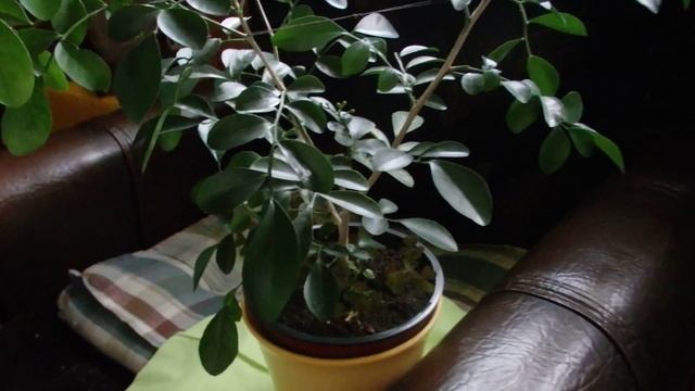 комнатные растения - мурайя