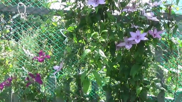 Прогулка по саду в середине июля !!! Зацвели клематисы ,Гацании ! смотреть онлайн