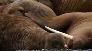 Россия от края до края   Арктика