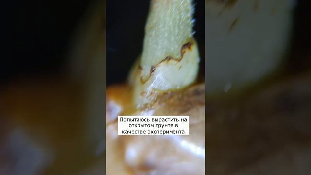 Росток бамбука под микроскопом #shorts смотреть онлайн