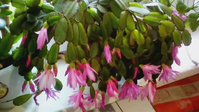 ШИКАРНО ЗАЦВЕЛ РАПСИЛИДОПСИС! МОИ КОМНАТНЫЕ ЦВЕТЫ смотреть онлайн