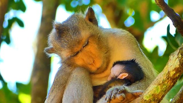 Very Gorgeous Movement When Mom Spring Let Her Tiny Baby Monkey Walk On The Ground.