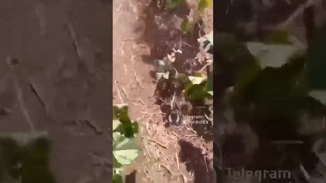 NATOの榴弾砲で砲身内で弾薬が?爆発被害発生。安全性への疑問が深まる。#NATO事故 #安全性問題 #爆発事故 #榴弾砲.mp4 смотреть онлайн