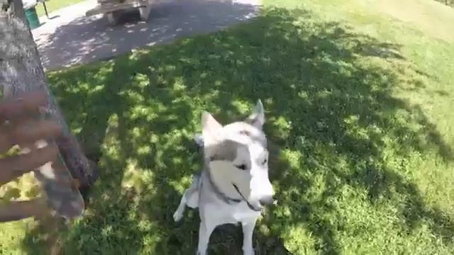 COOLEST SKATEBOARDING DOG | 2020 смотреть онлайн