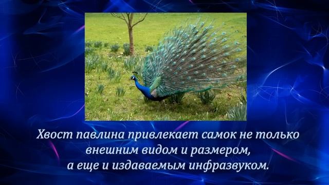 Знаете ли Вы, что..? Выпуск №18 смотреть онлайн