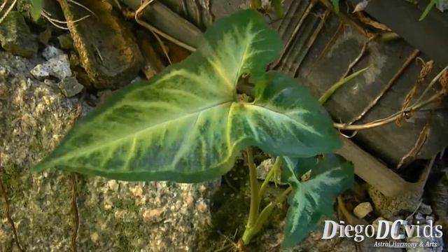 Syngonium Angustatum - Singônio - Arrowhead Vine Plant (Araceae)