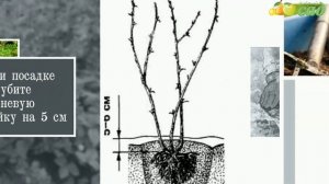 Посадка крыжовника - как правильно посадить крыжовник