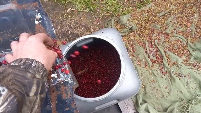 веялка для ягоды, ореха из подручных материалов смотреть онлайн