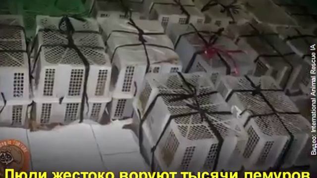 Какой ценой сняты эти милые видео! Спасите лемуров!!! смотреть онлайн