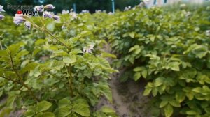 Капельный Полив Картофеля (Капельное Орошение)