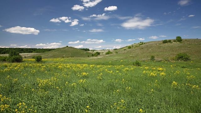 Курская ботаническая аномалия, Курская область