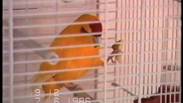 Panasonic NV-M5 (1986) Camcorder/Video Camera - Test Footage Indoors! смотреть онлайн