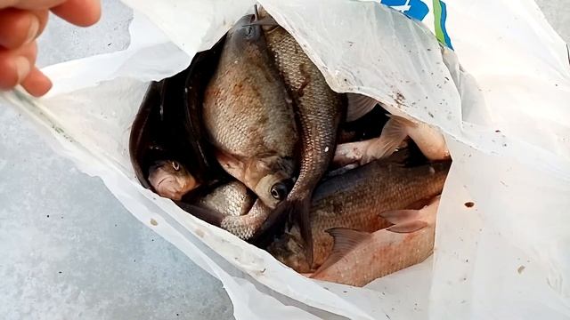 Впадение реки Кашинки в Волгу. смотреть онлайн