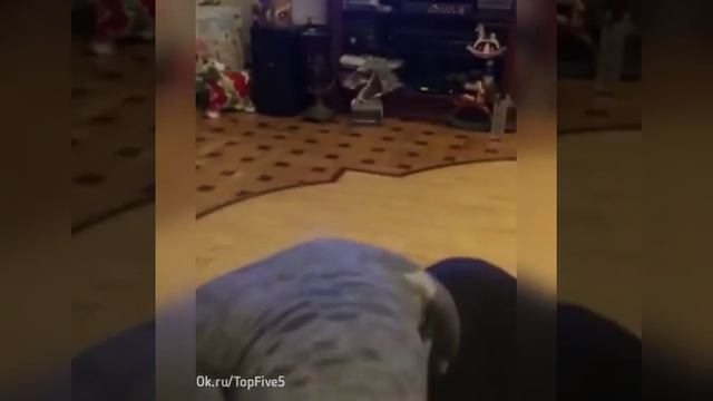 Звезда - говорящий попугай Тимоша смотреть онлайн