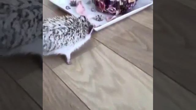 Африканский ежик в поисках еды :) смотреть онлайн