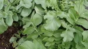 ЧТО ПОСАДИТЬ В ТЕНИ У ЗАБОРА,  ВОЗЛЕ ЗДАНИЙ И ПОД ПЛОДОВЫМИ ДЕРЕВЬЯМИ. ЭНЦИКЛОПЕДИЯ ДАЧНИКА