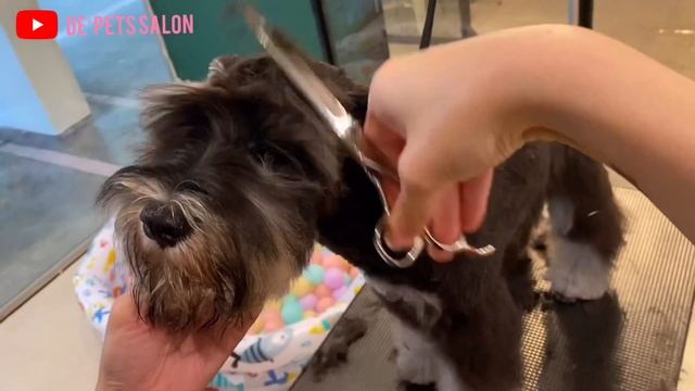 Schnauzer Pet Style Dog Grooming