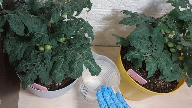 ОЧЕНЬ ВАЖНАЯ ПОДКОРМКА ТОМАТОВ смотреть онлайн