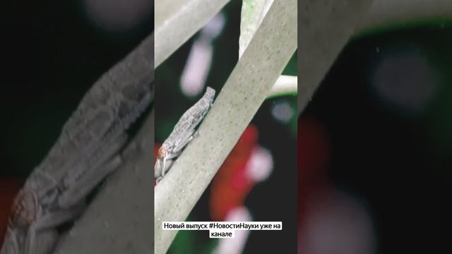 ? цикады смотреть онлайн