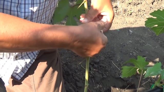 Как и когда делать зеленую прививку винограда глазком без пробуждения и добиться ее вызревания смотреть онлайн