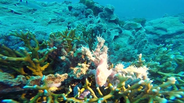 Nungwi, best beach in Zanzibar VLOG смотреть онлайн