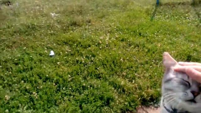 Кот который ласкается смотреть онлайн