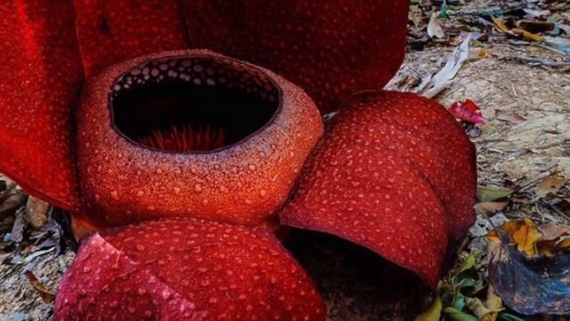 ИНТЕРЕСНЫЕ И НЕОБЫЧНЫЕ ФАКТЫ ОБ ИНДОНЕЗИИ [ОБ ЭТОМ ВЫ ТОЧНО НЕ ЗНАЛИ] смотреть онлайн