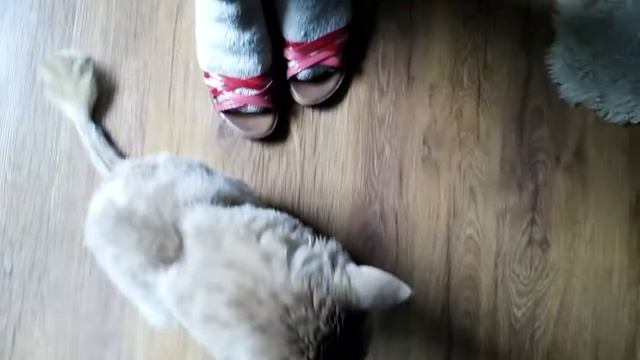 Кот, где лето?! смотреть онлайн