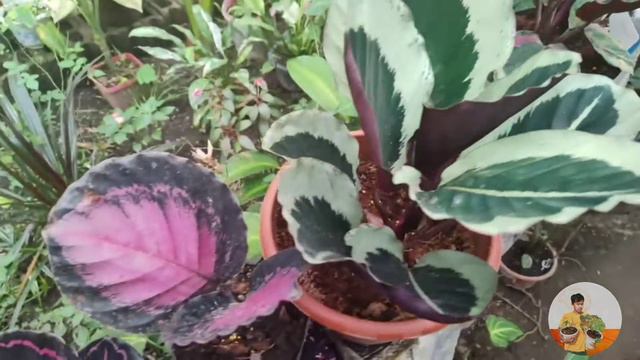 35 SECONDS, 10 RARE CALATHEA VARIETIES! WOW! смотреть онлайн