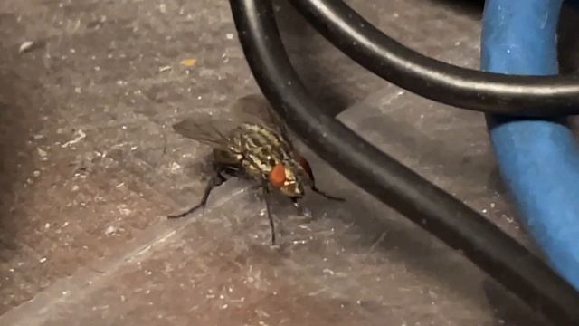 Домашняя муха - друг человека. смотреть онлайн