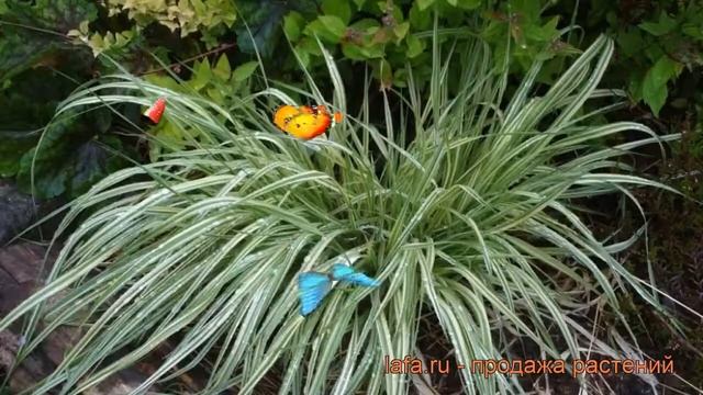 Молиния голубая Вариегата (variegata) ? обзор: как сажать, рассада молинии Вариегата смотреть онлайн