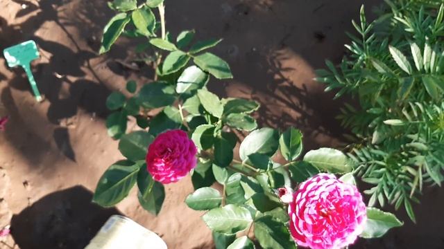 Цветение роз Твайлайт Зоун, Перпл Лодж, Эбб Тайд, Джульет и др. смотреть онлайн