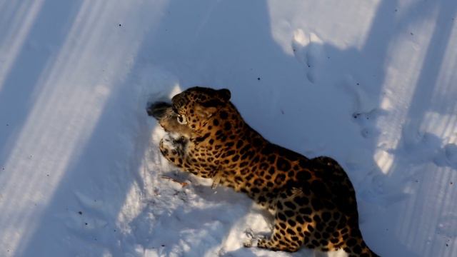 Приморскому Сафари-Парку исполняется 10 лет! смотреть онлайн