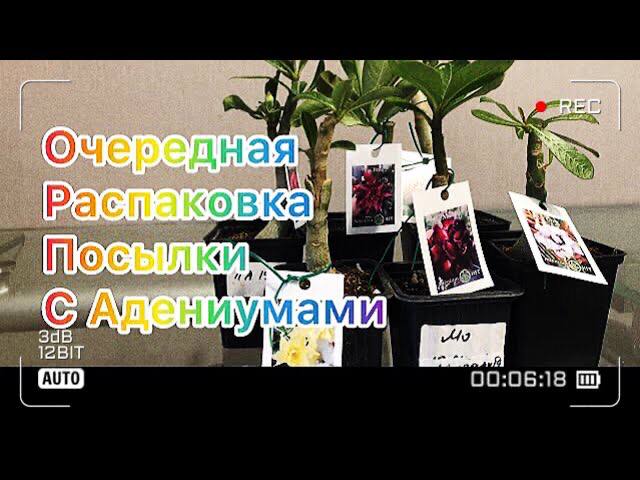 Адениум. И опять радость) Приехали прививки Адениума смотреть онлайн