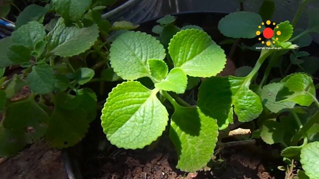 Pani Koorka (Plectranthus amboinicus) смотреть онлайн