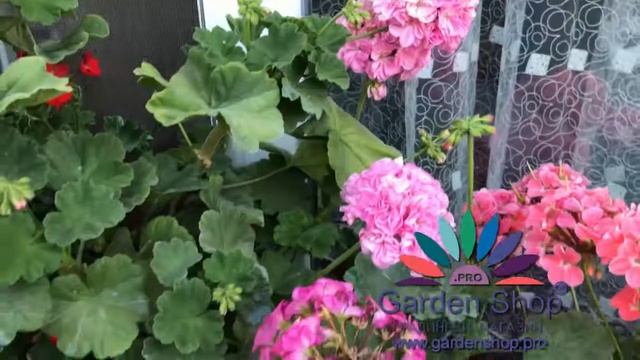 How to plant pelargonium zonale from seeds смотреть онлайн