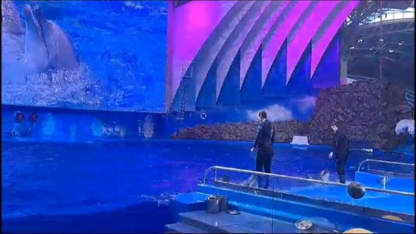 НОВАЯ ПРОГРАММА ДЕЛЬФИНАРИЯ (закрытый показ) / Приморский океанариум Владивосток