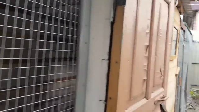 Ейск?Петухи поют дуэтом)) Урожай кабачков. Огурцы Зозуля. смотреть онлайн