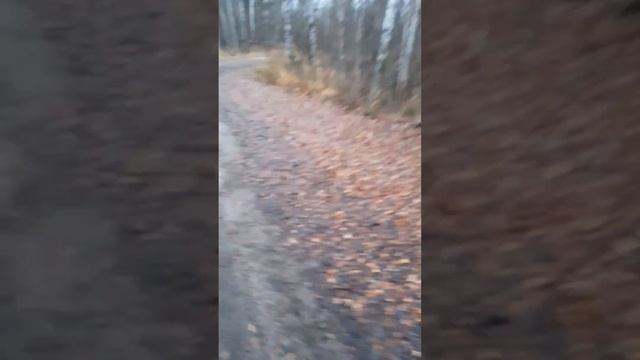 Коп металла на узкоколейке цена 13 руб. кг. смотреть онлайн