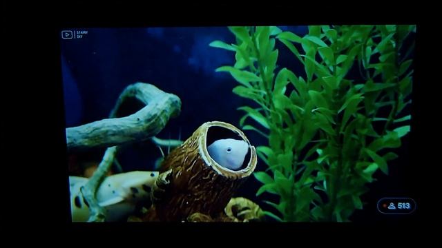 Have Fun With This Budget Mini Projector - Full Review ELEPHAS W13-M
