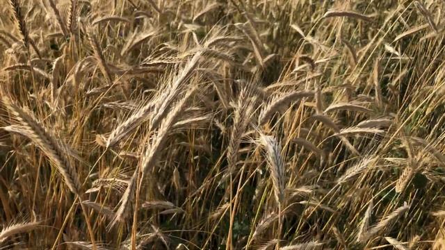 Золотая Рожь смотреть онлайн