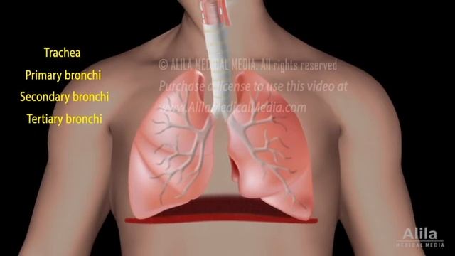 Overview of the Respiratory System, Animation смотреть онлайн