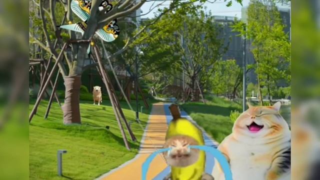 Happy Cat Best Compilation