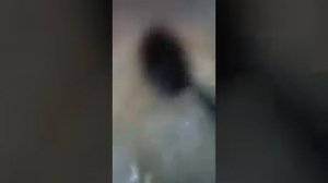 ГОТОВЛЮ ЦУКАТЫ ИЗ СЛИВ