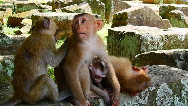 Savanna Team Help Each Other To Adopt Abandoned Brother Monkey смотреть онлайн