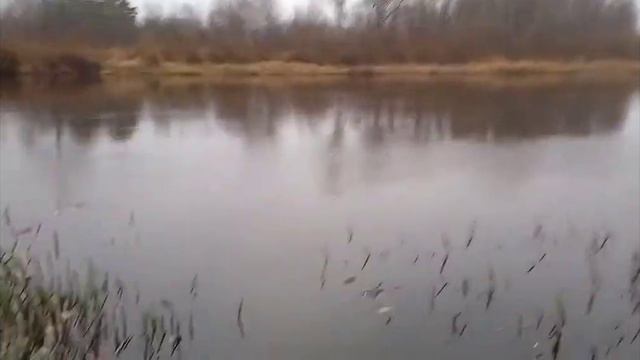 Рыбалка на реке Птич смотреть онлайн